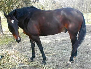 Rani on the day of his return to Vanda Park, August 20, 2003